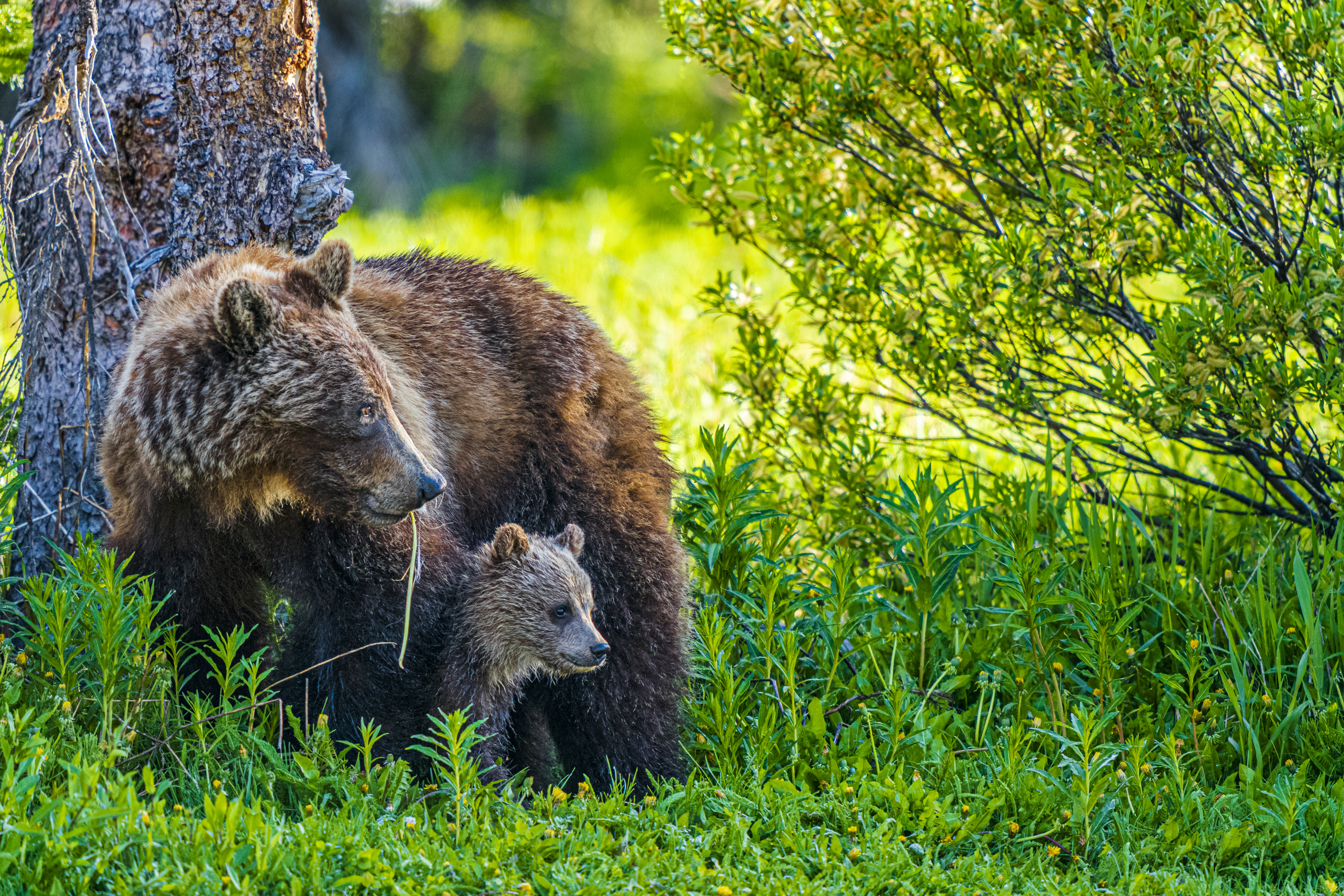 A grizzly bear and her cub standing next to a tree 