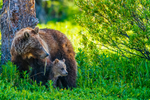 A grizzly bear and her cub standing next to a tree 