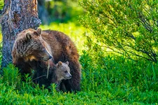 A mother grizzly and her cub in Jasper, Alberta