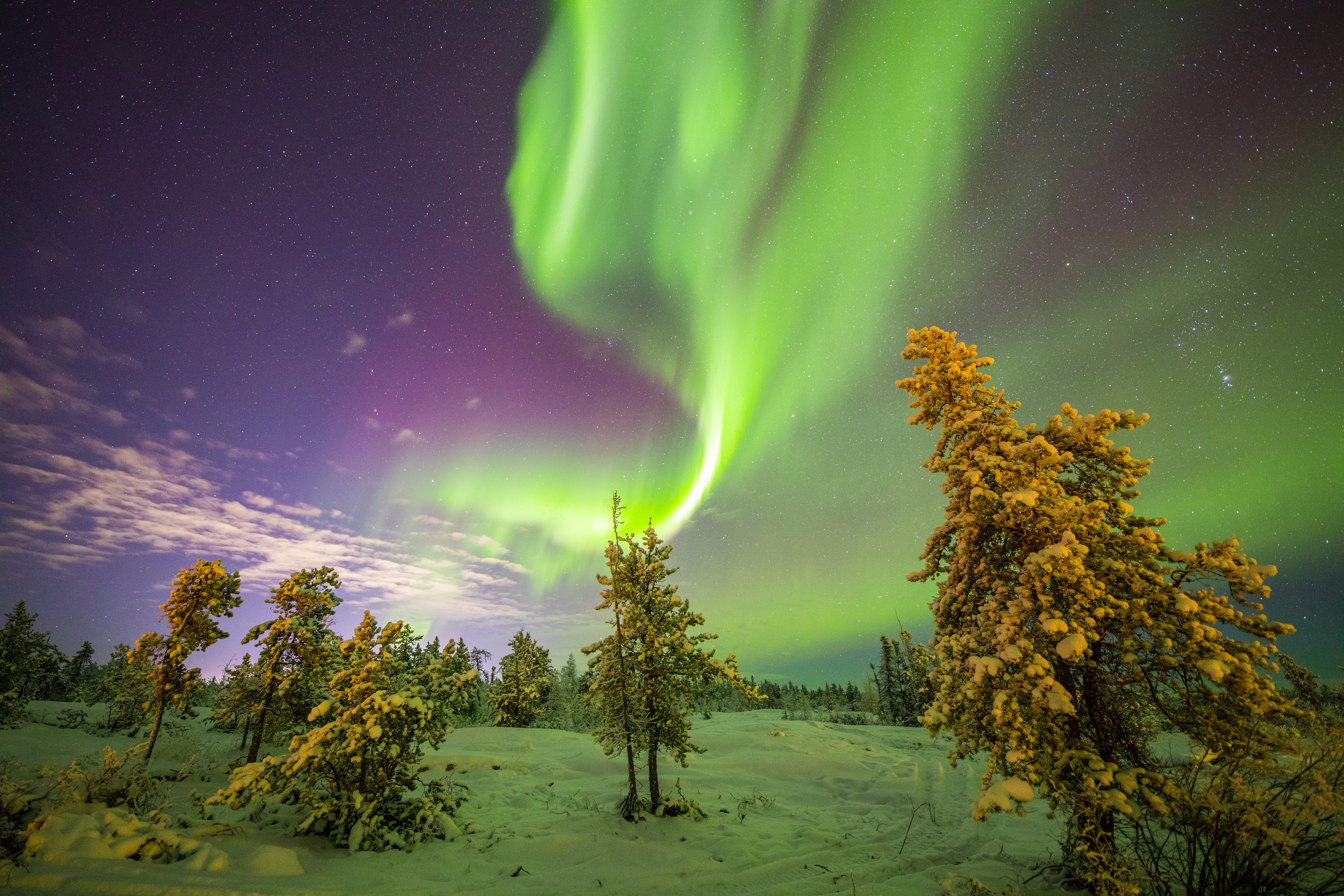 Northern Lights over forest in the winter