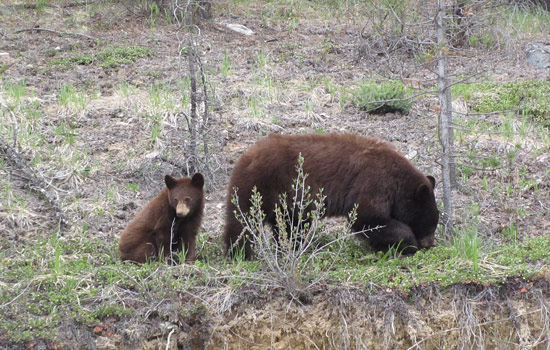 Alfredo and Mariezel review of their null trip