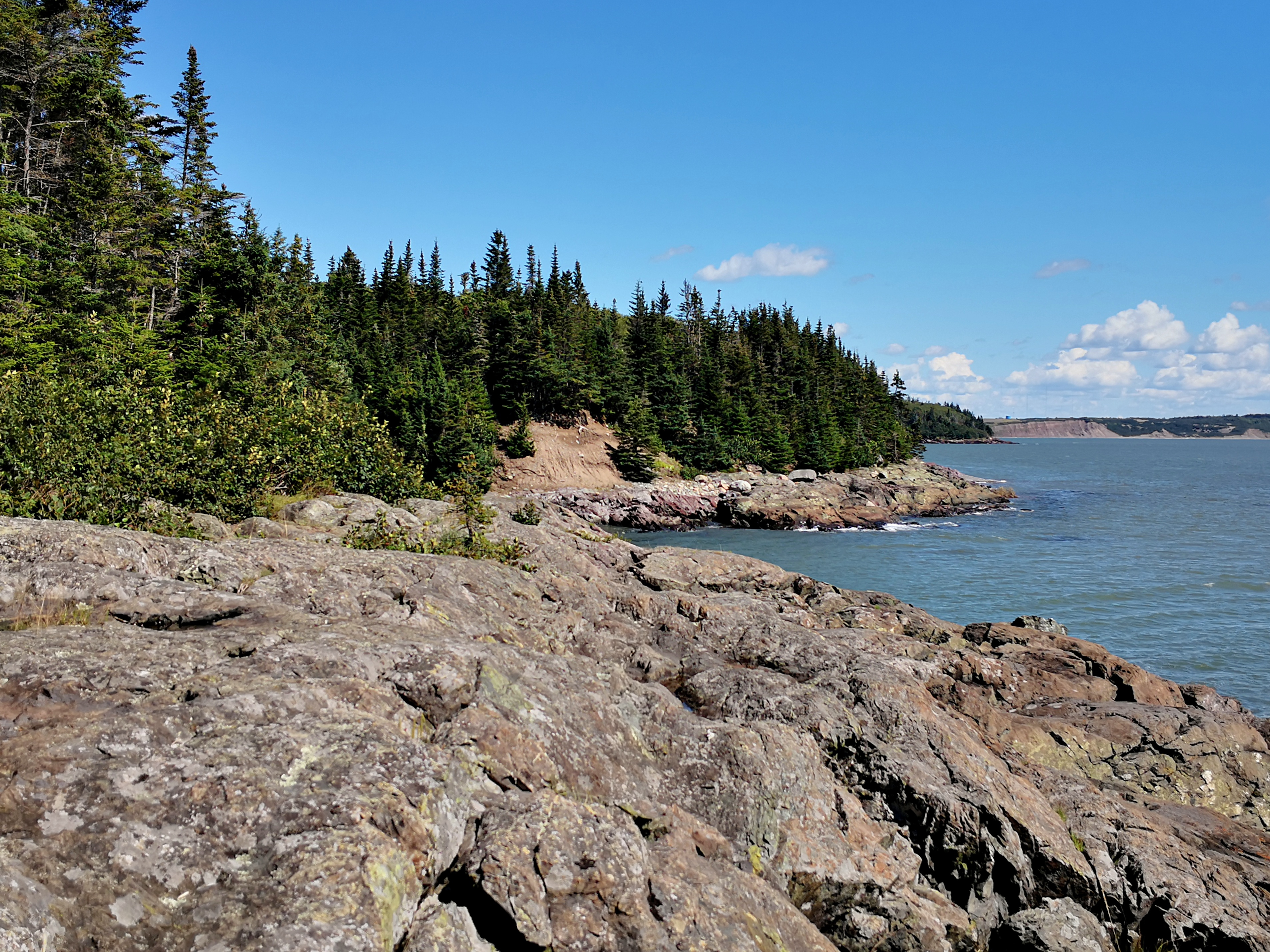 Trees along rocky lookout point facing cove near Saint John, southern New Brunswick