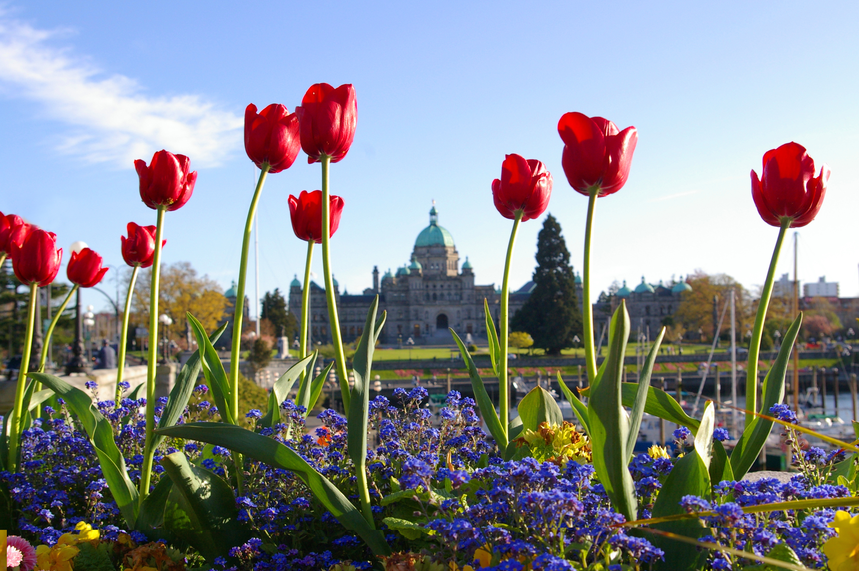 Bed of flowers in foreground with Legislative Buildings in background in Victoria 