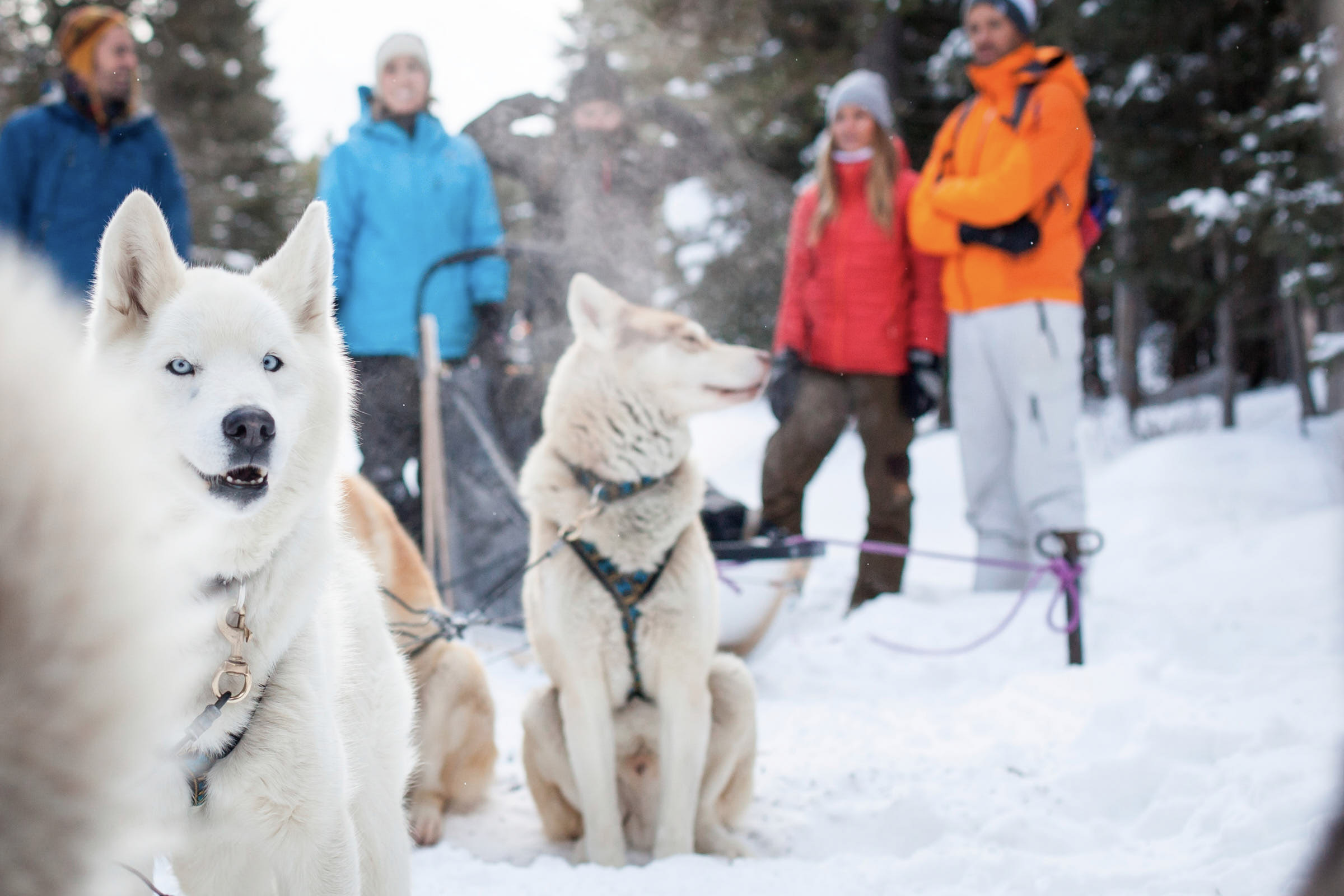 Group of people standing behind sled dogs