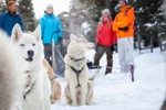 Group of people standing behind sled dogs