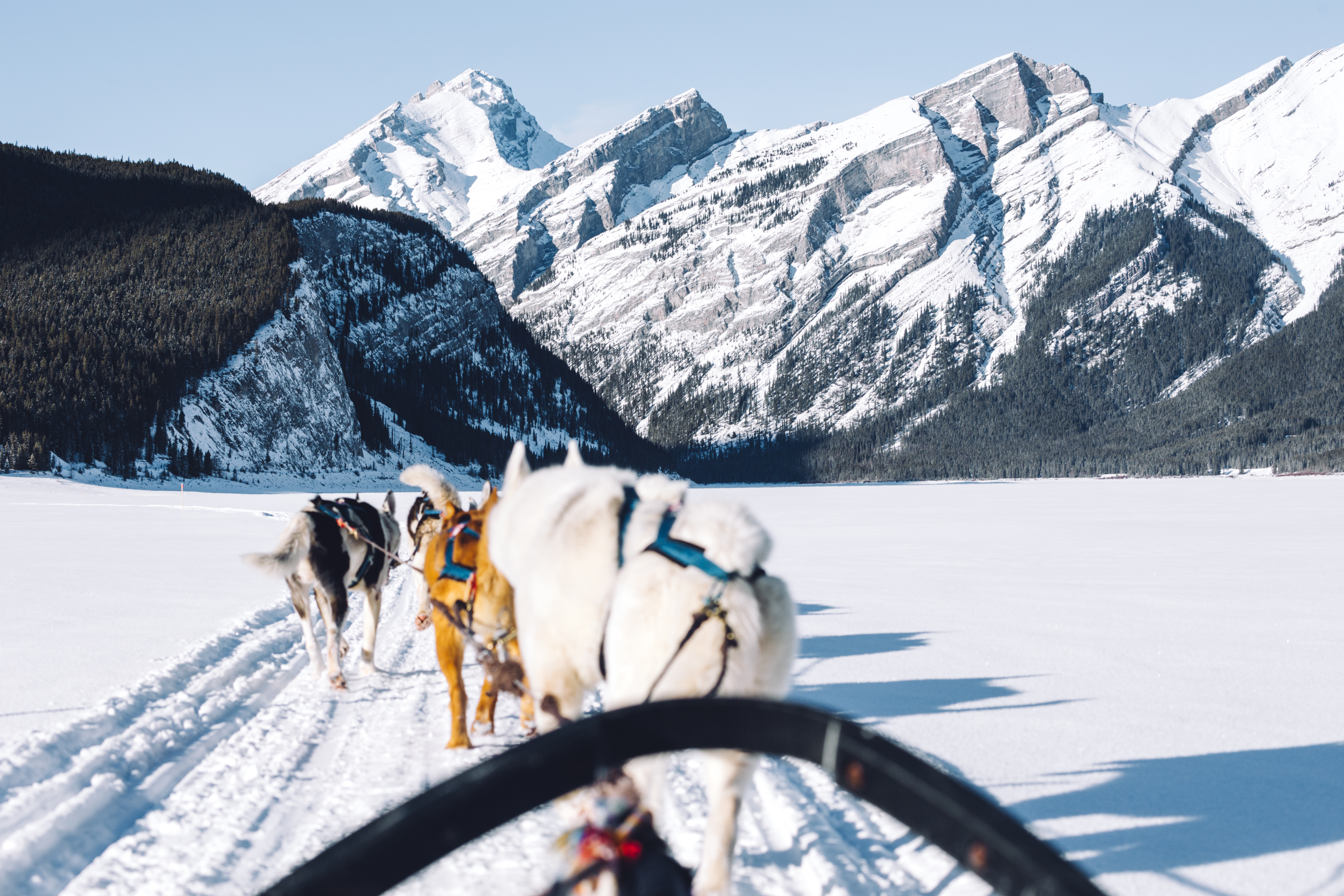 Dogs pulling a sledge at Spray Lakes, Kananaskis Country, snowy mountains