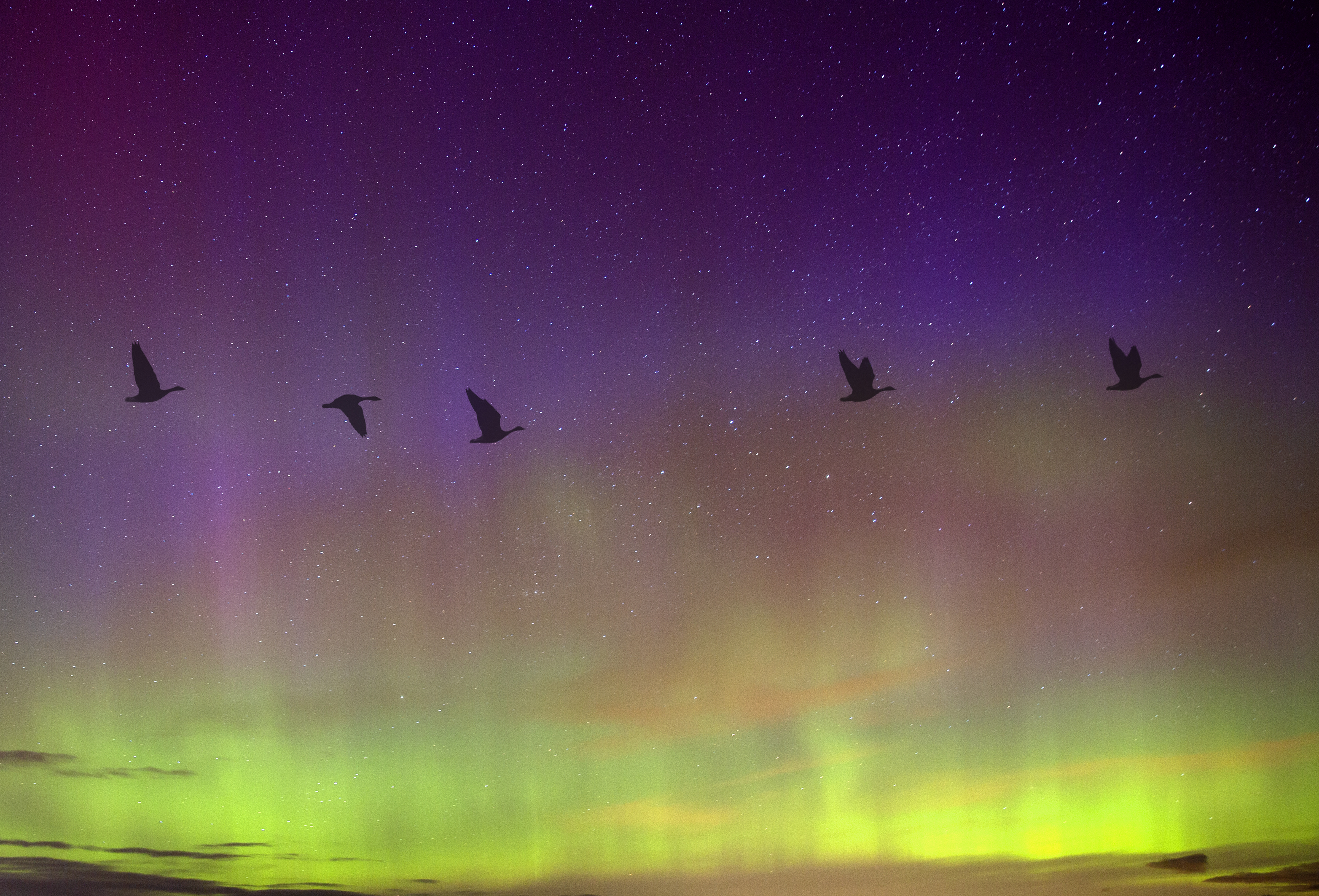 Silhouettes of Canadian Geese flying in same direction with colourful aurora borealis in the sky 