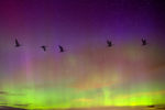 Silhouettes of Canadian Geese flying in same direction with colourful aurora borealis in the sky 