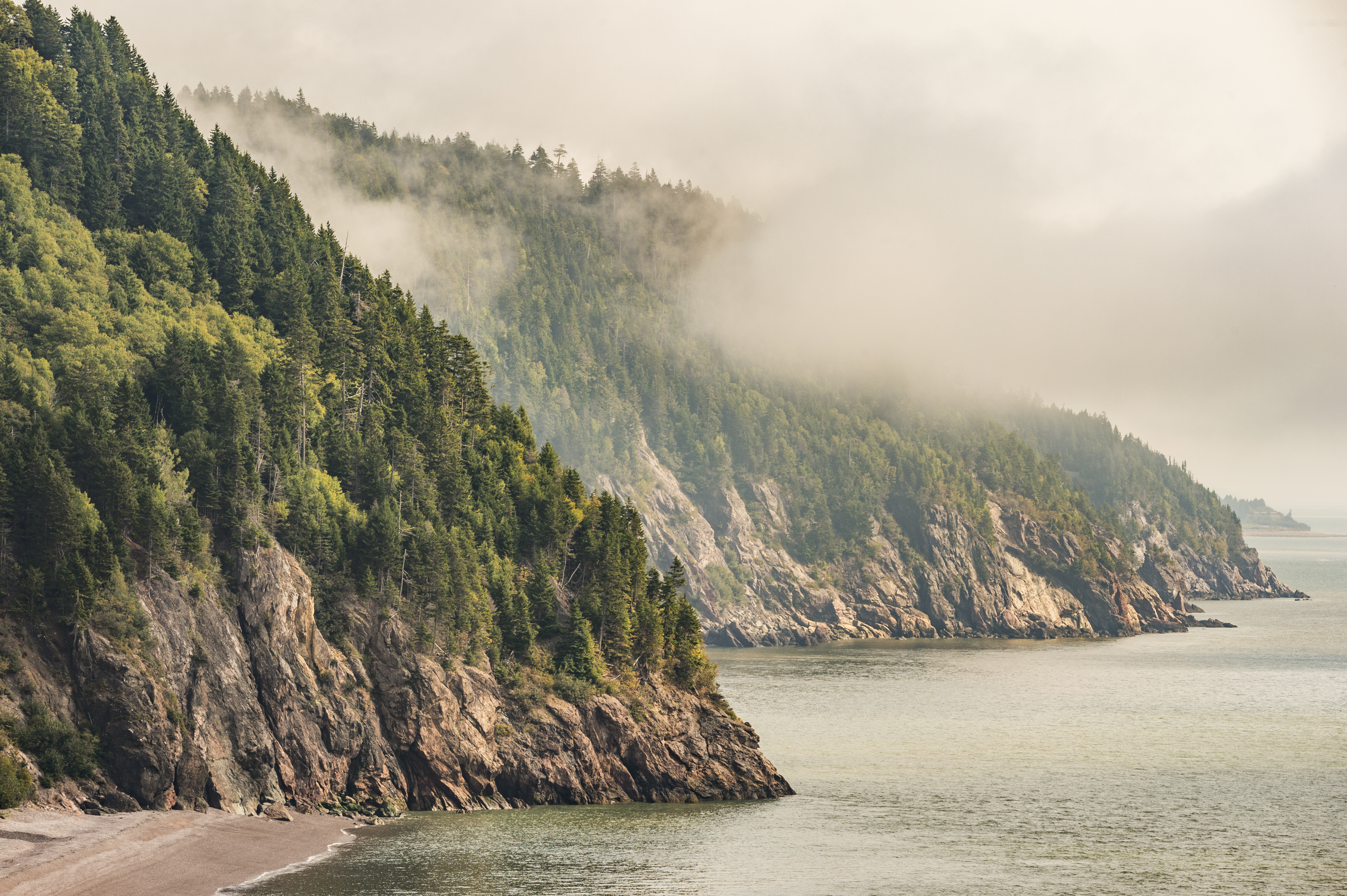 Misty coastline of Fundy National Park Of Canada