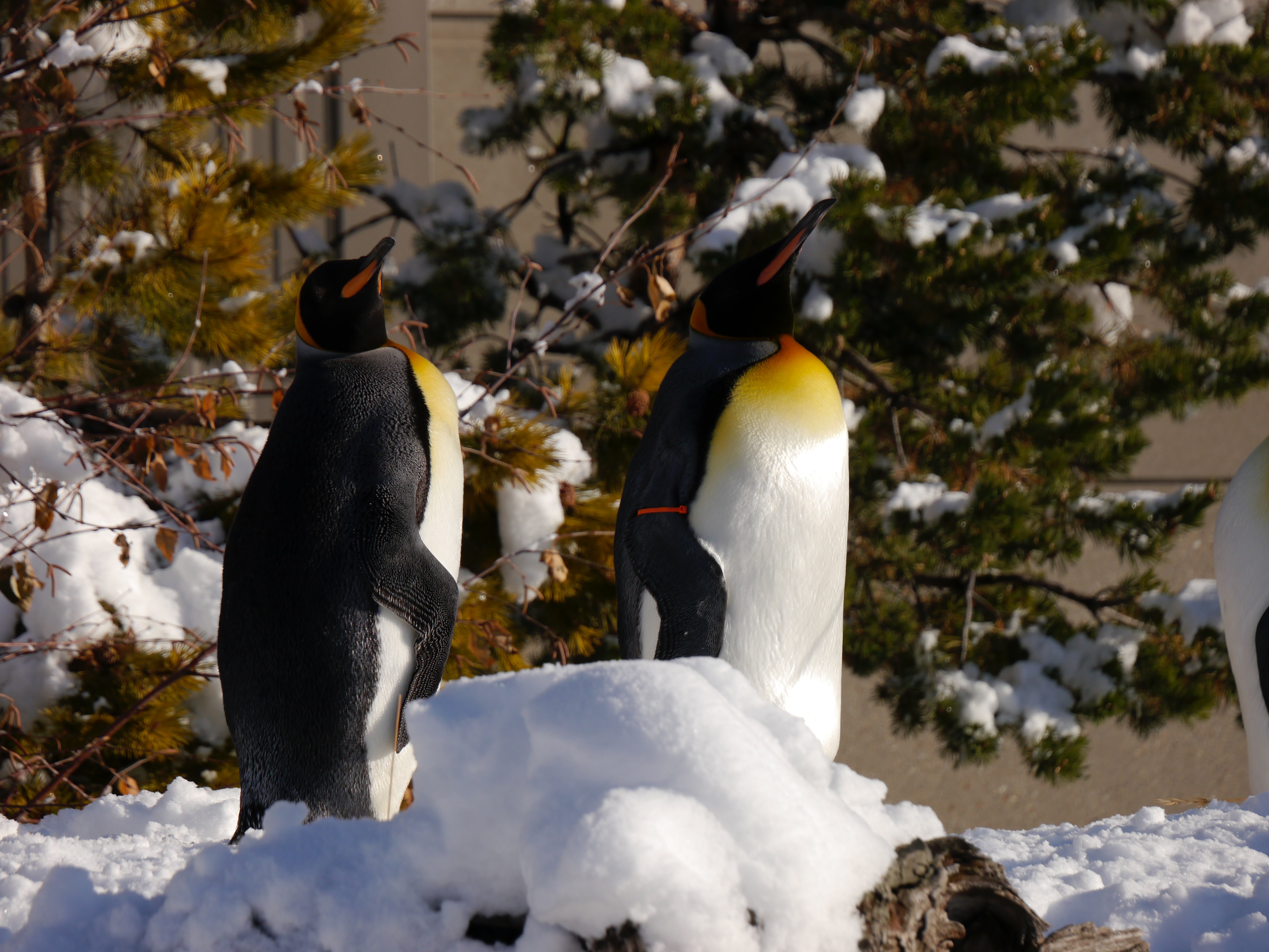 King Penguins with tinges of orange and yellow on their necks stand together on snow at Calgary Zoo