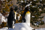 King Penguins with tinges of orange and yellow on their necks stand together on snow at Calgary Zoo