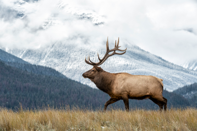 Spring Train Journey through the Canadian Rockies | 2026/27