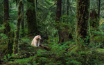 Spirit bear in British Columbia forest