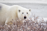 Polar bear in wilderness of Churchill, Manitoba