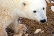 Close-up of polar bear looking up