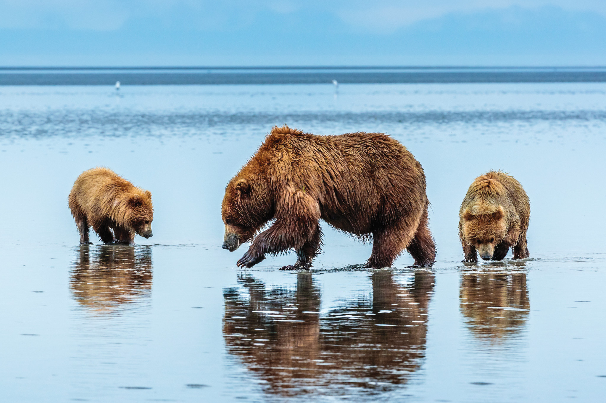 A grizzly bear and two cubs dig at a beach