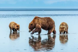 A grizzly bear and two cubs dig at a beach