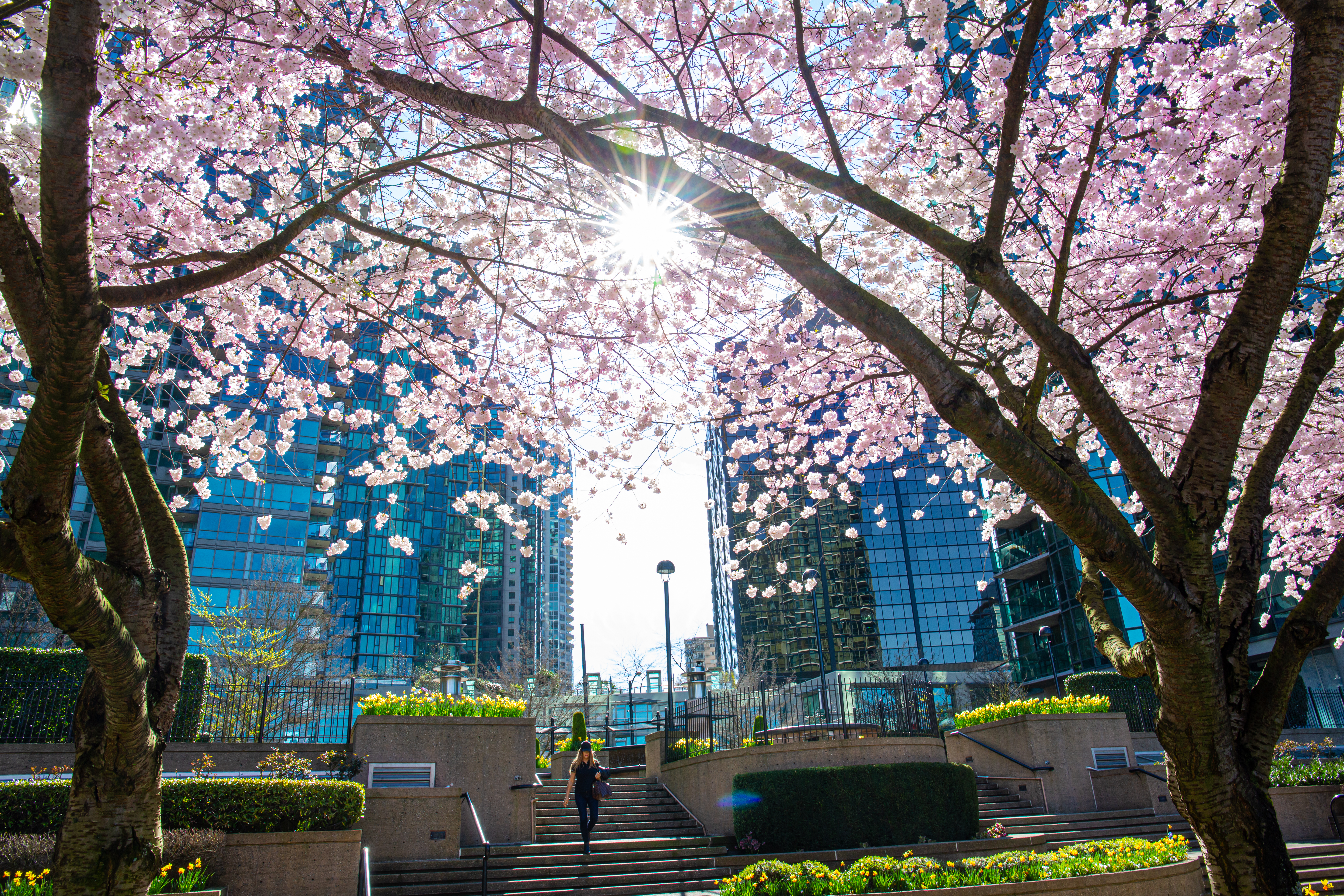 Person walks down steps in a courtyard with sun shining through cherry blossoms