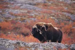 Two muskox standing on a hill in arctic with red foliage behind