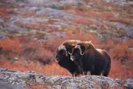Two muskox standing on a hill in arctic with red foliage behind