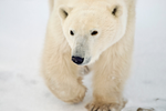 Close up photo of a polar bear walking in the snow