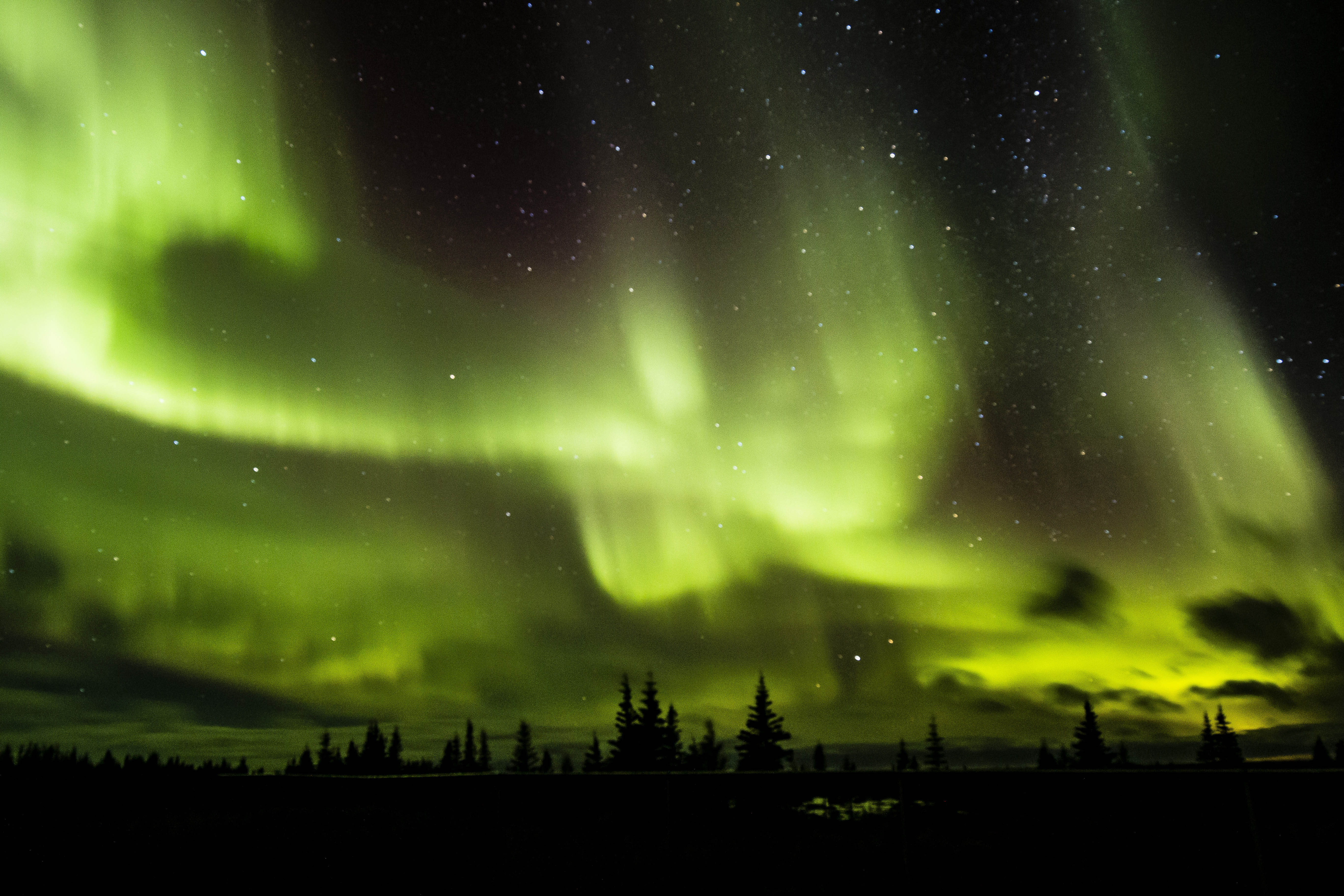 Yellow red northern lights in dark sky above island of trees in Churchill, Manitoba