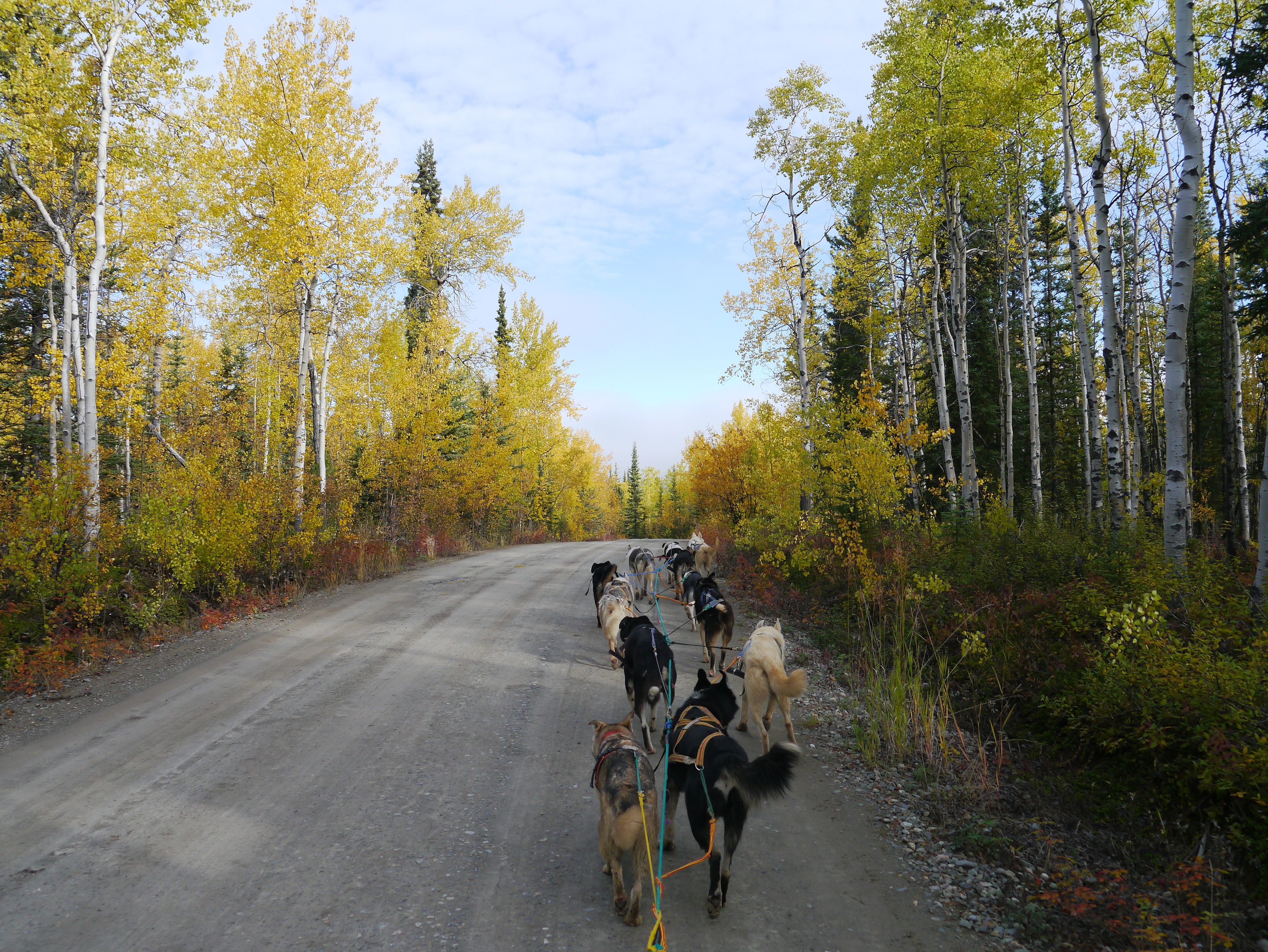 husky dogs leading a small sled in the Yukon