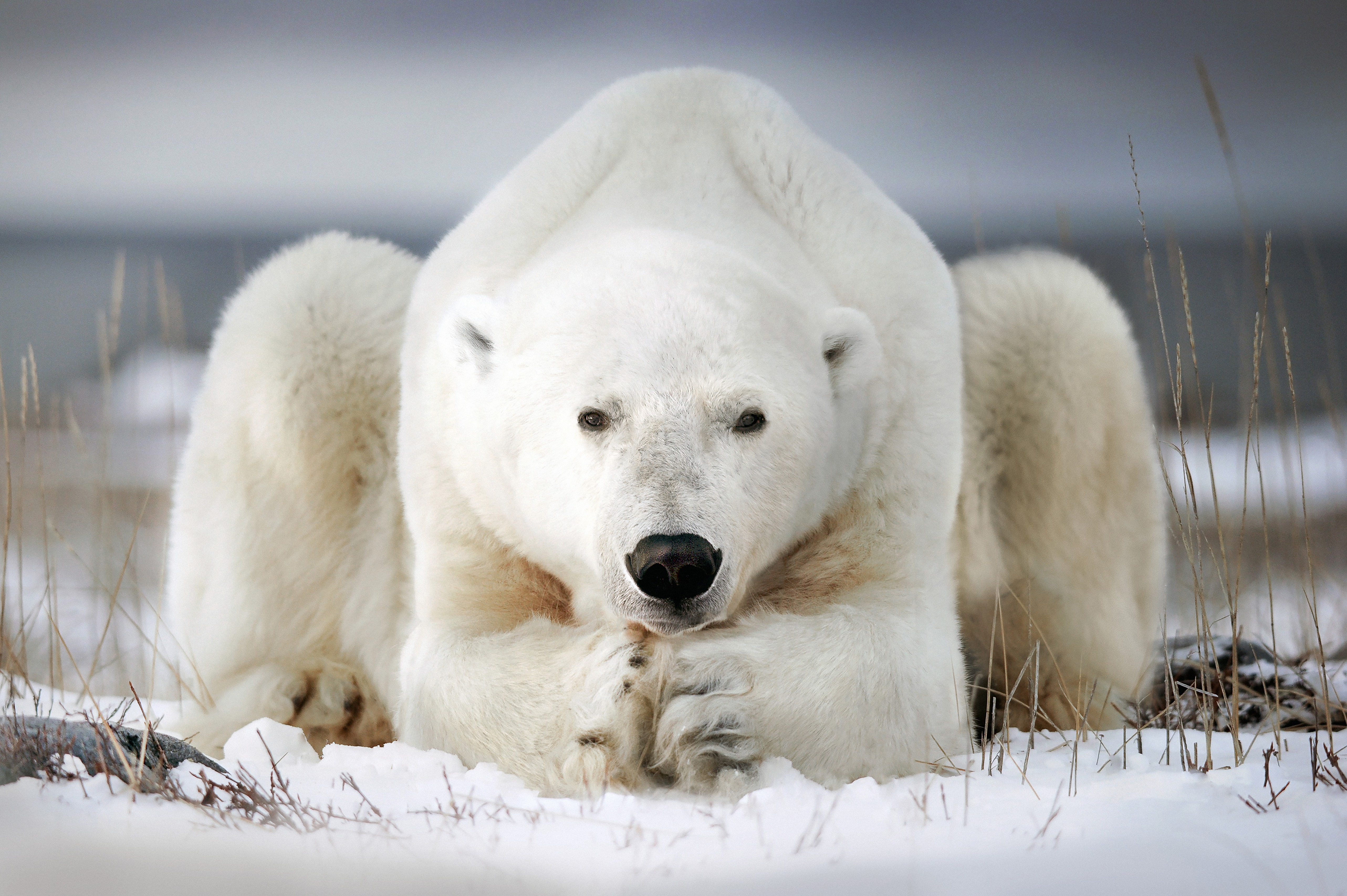 Polar bear lying on the snow and looking straight towards the camera 