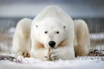 Facts about polar bears 