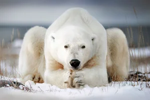 A guide to polar bears, a vulnerable species 