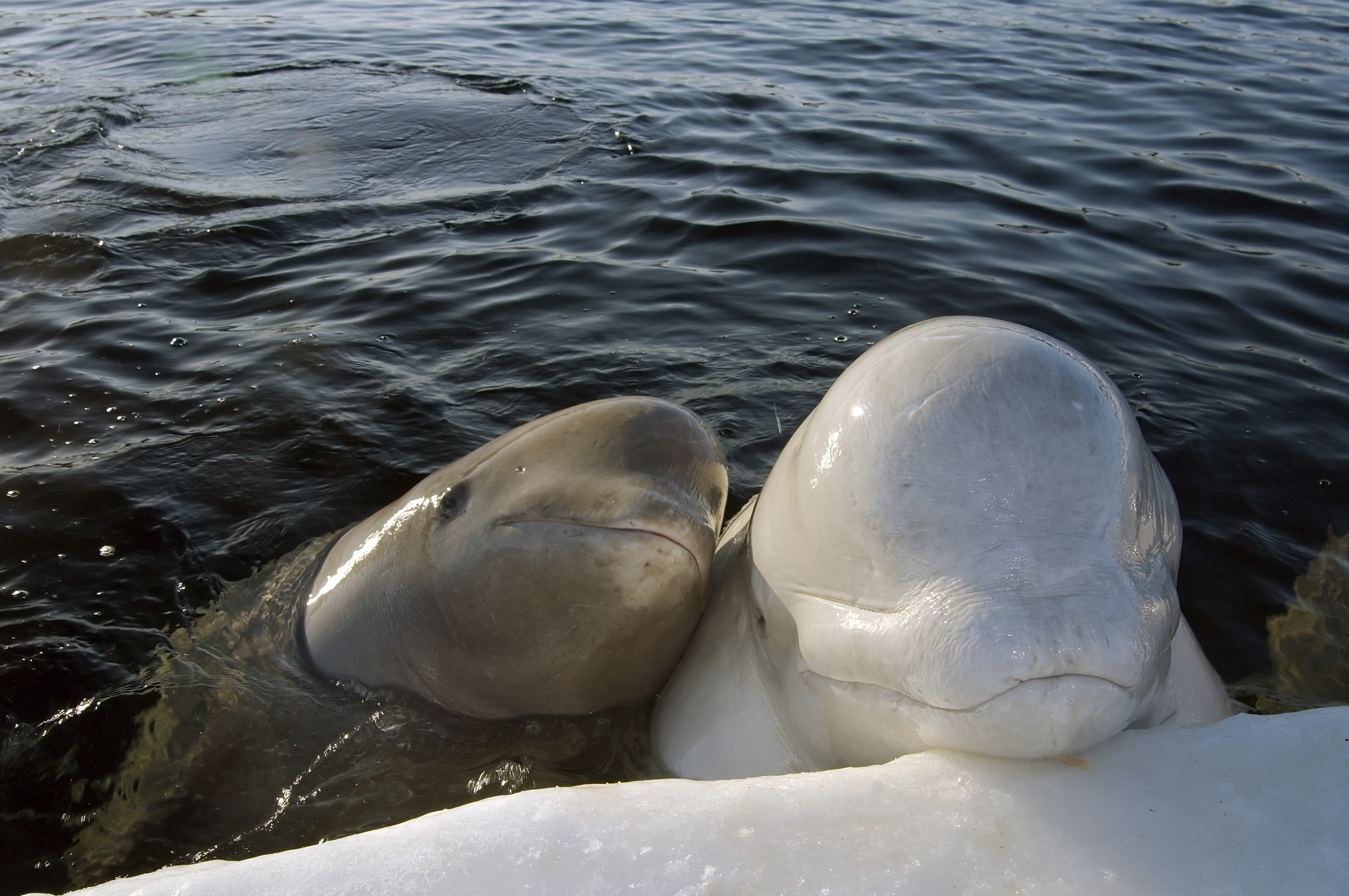 Two beluga whales with their heads out of the water