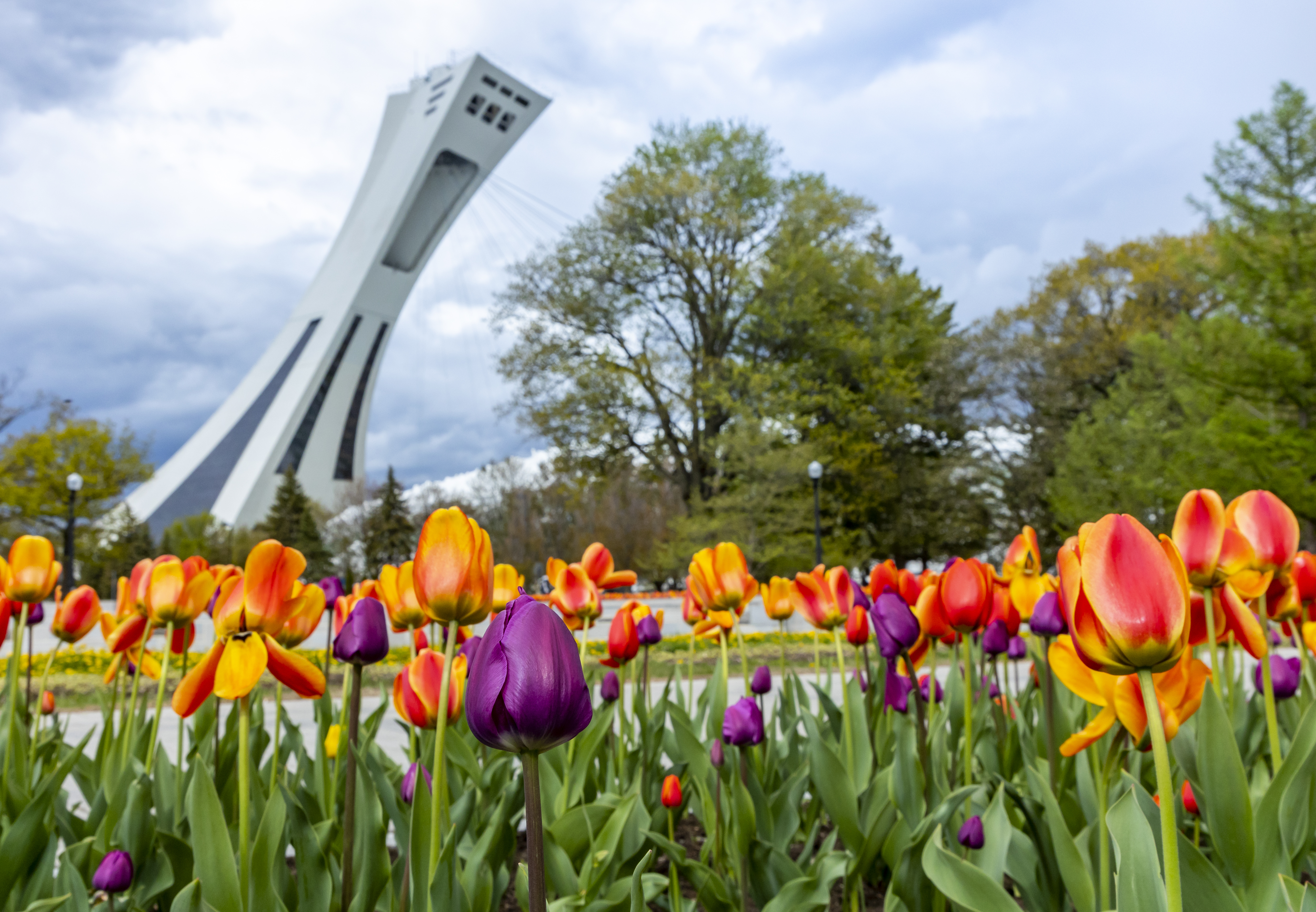 Tulips in bloom at the Montreal Botanical Gardens 