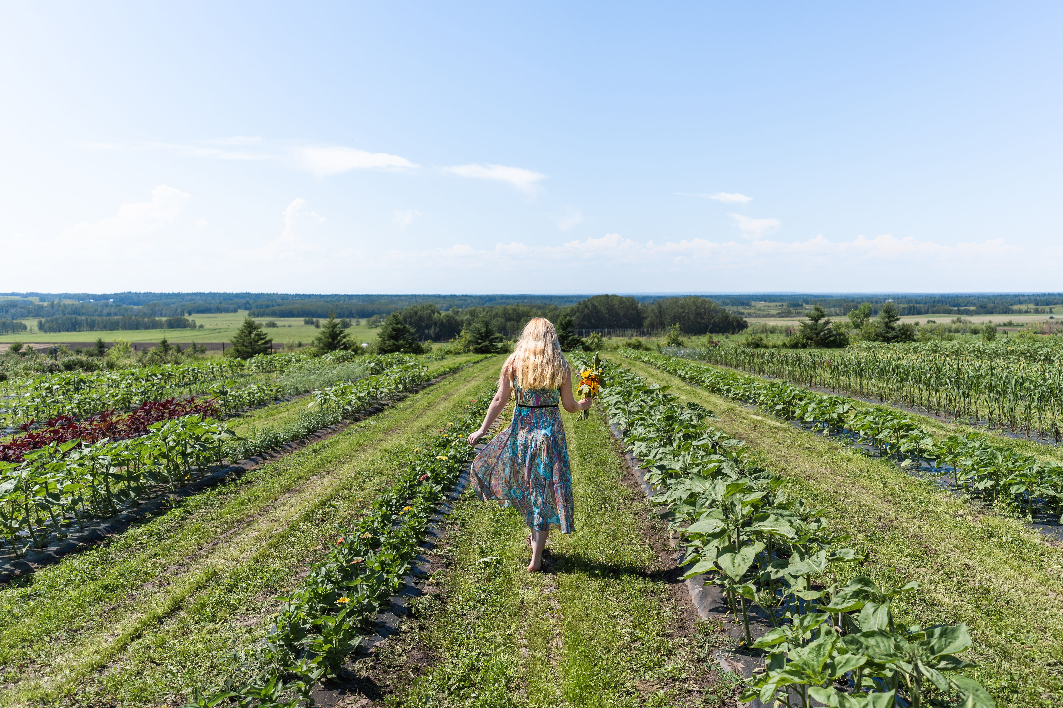 A woman holds some flowers and walks through a field cut with flowerbeds