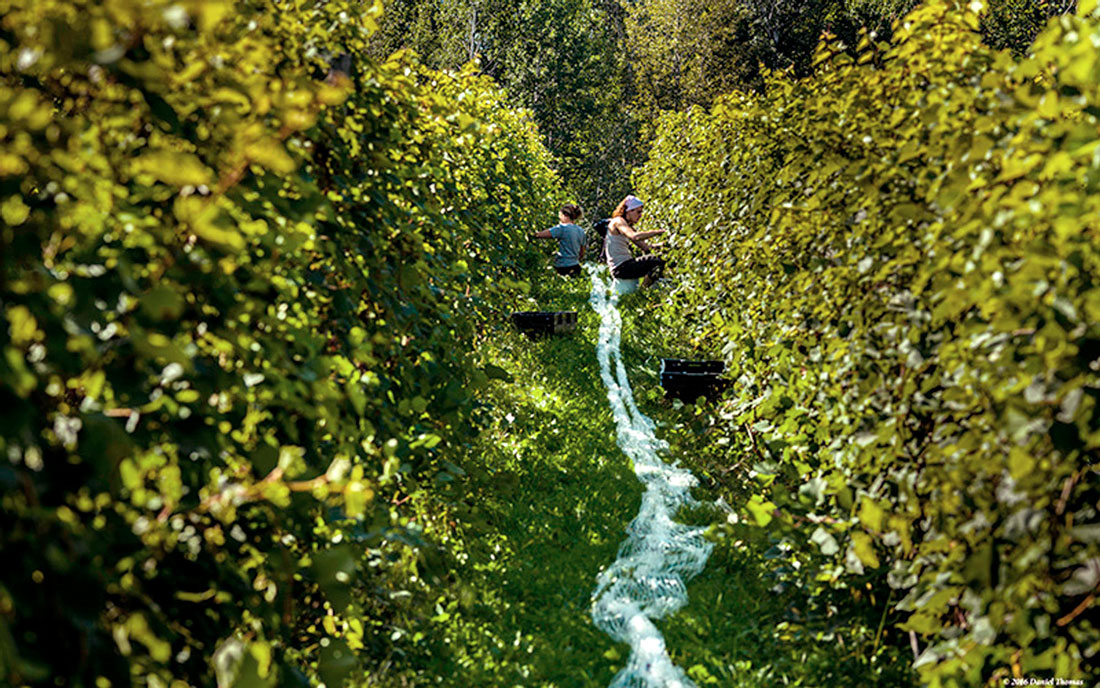 Québec Winemaker Stéphane Lamarre