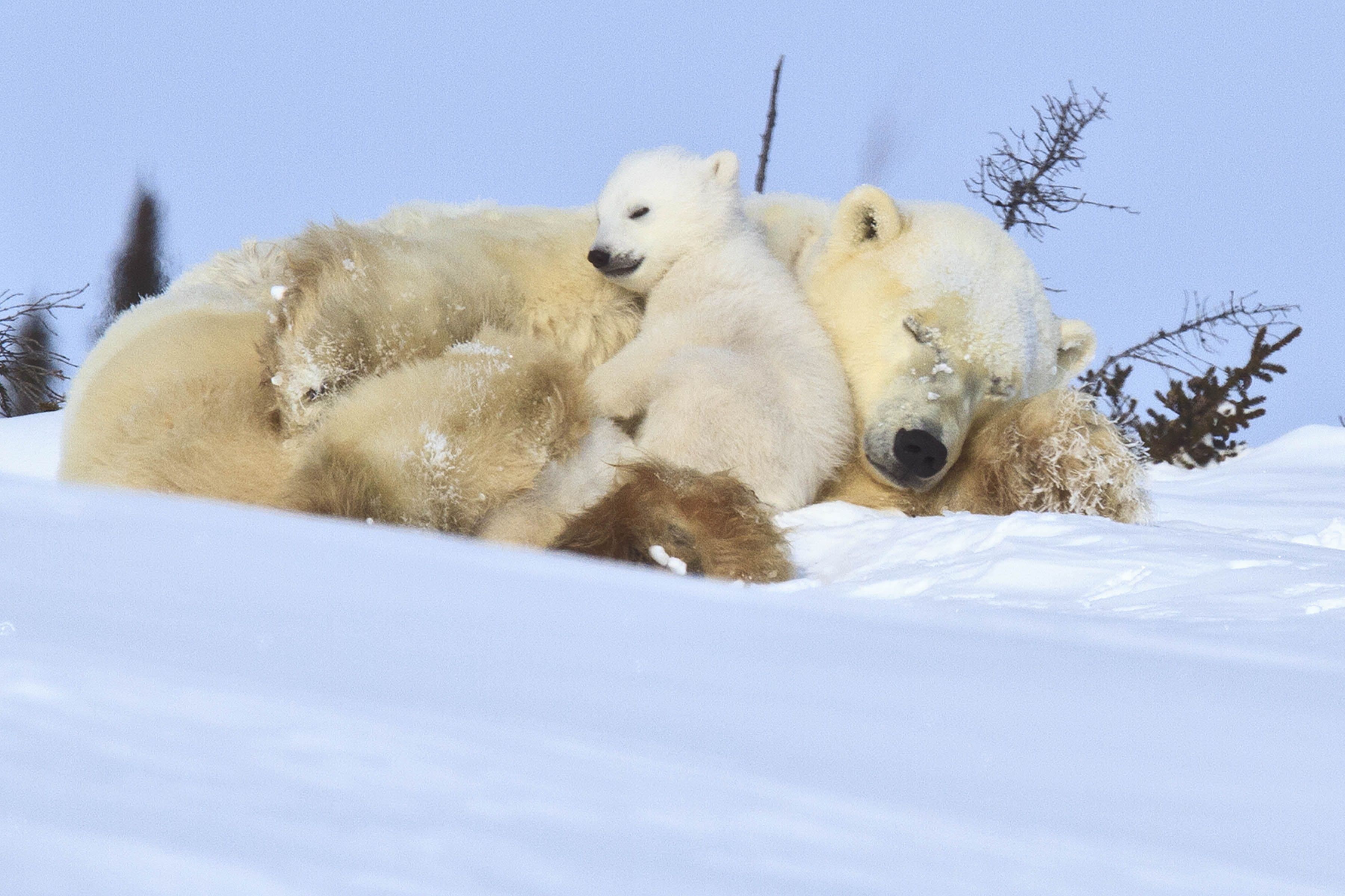 Mother and cubs resting in the snow in Churchill
