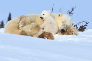 Mother and cubs resting in the snow in Churchill