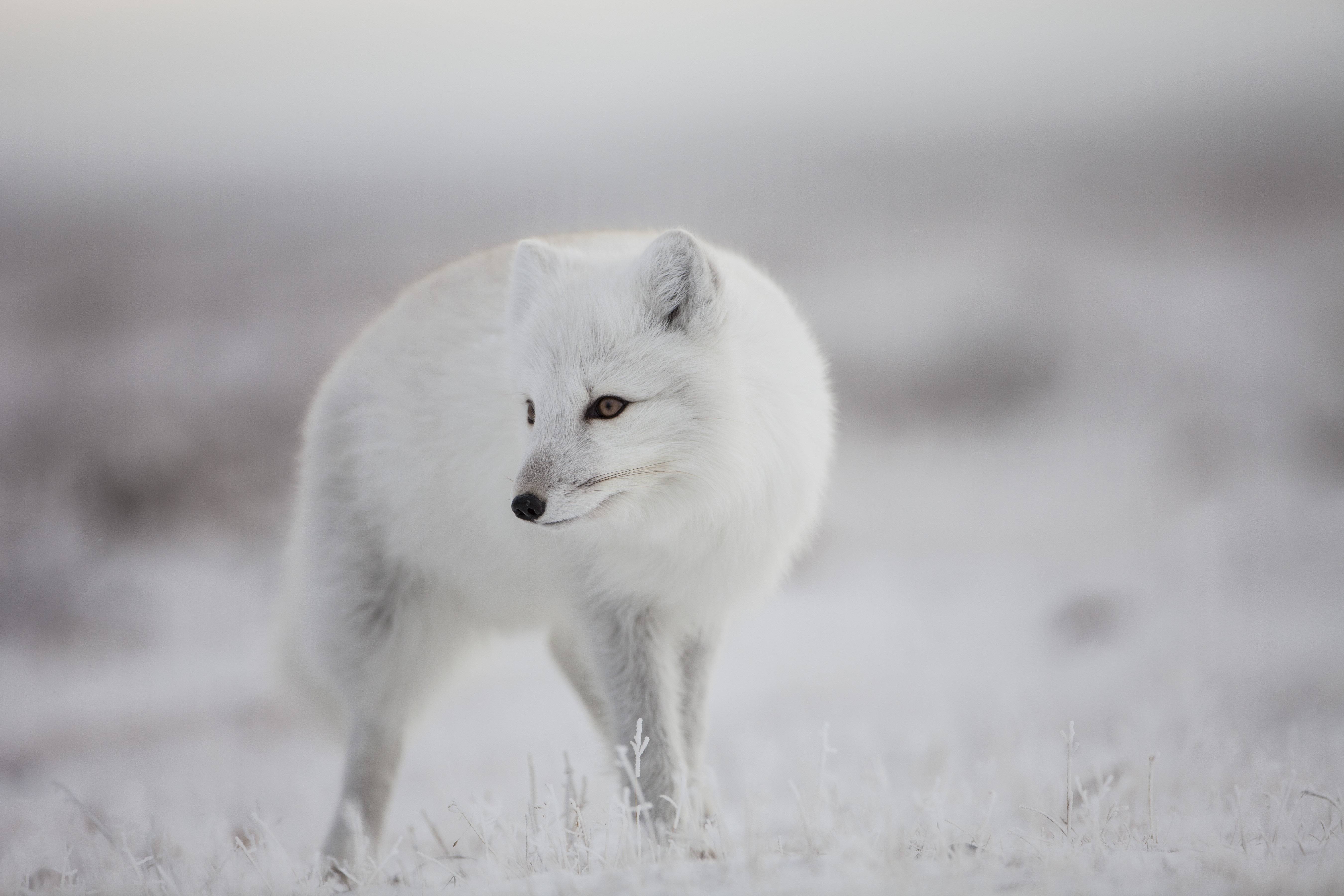 Close up view of an Arctic fox standing in a snowy field