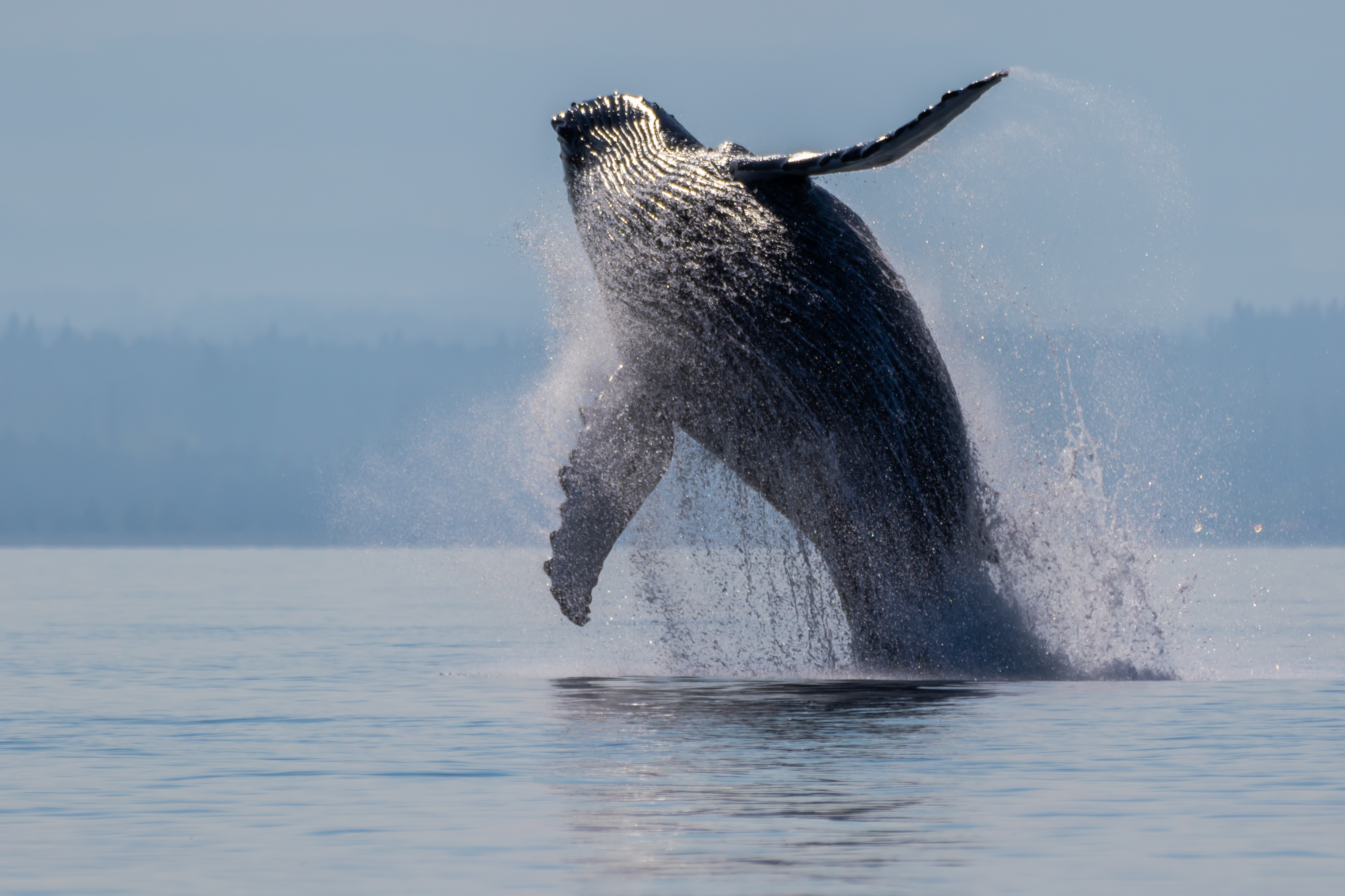 It's one of the world's top whale watching spots