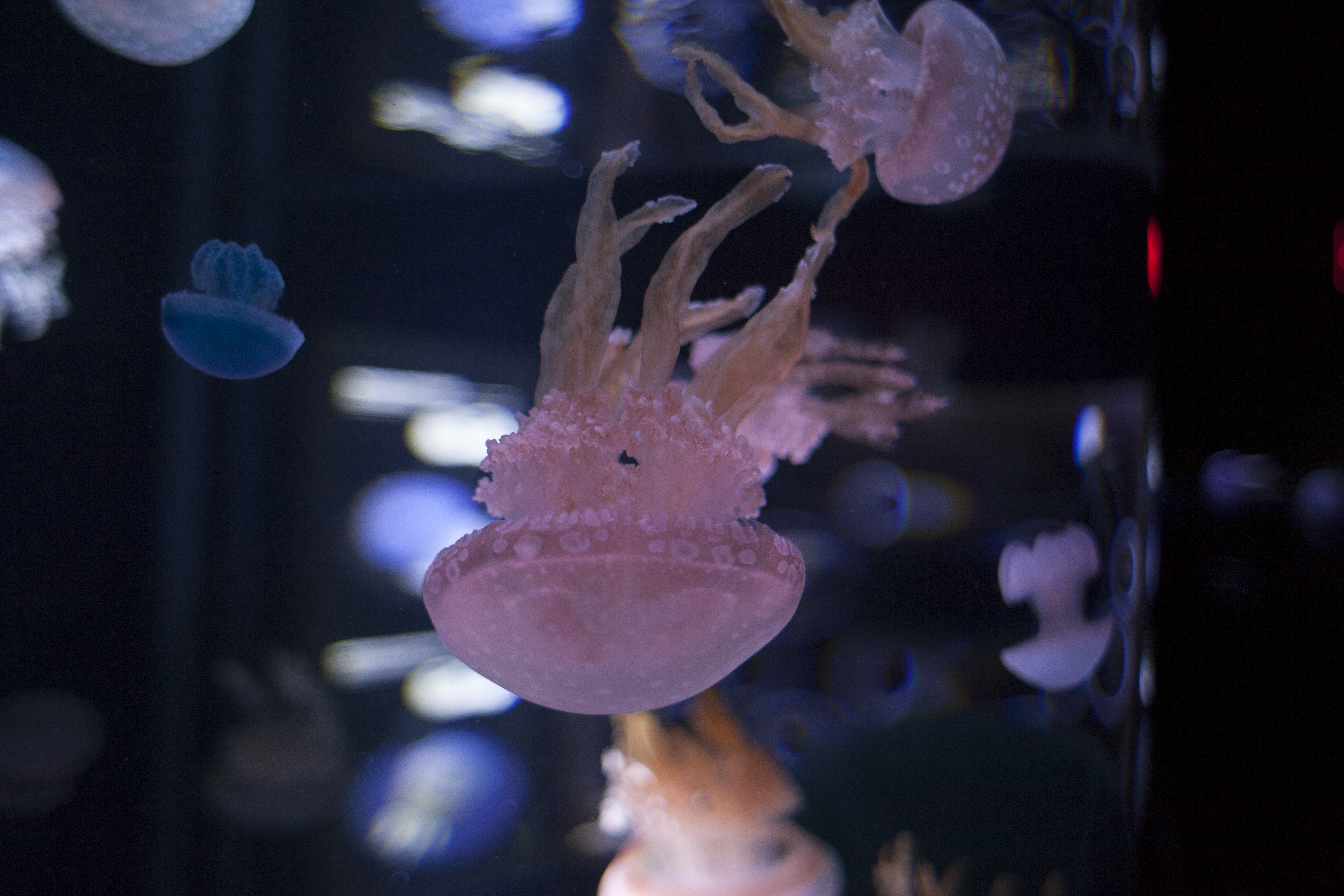 Pink jellyfish in a container at the Quebec aquarium