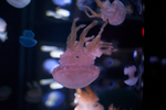 Close up of a pink jellyfish floating upside down at the Quebec aquarium