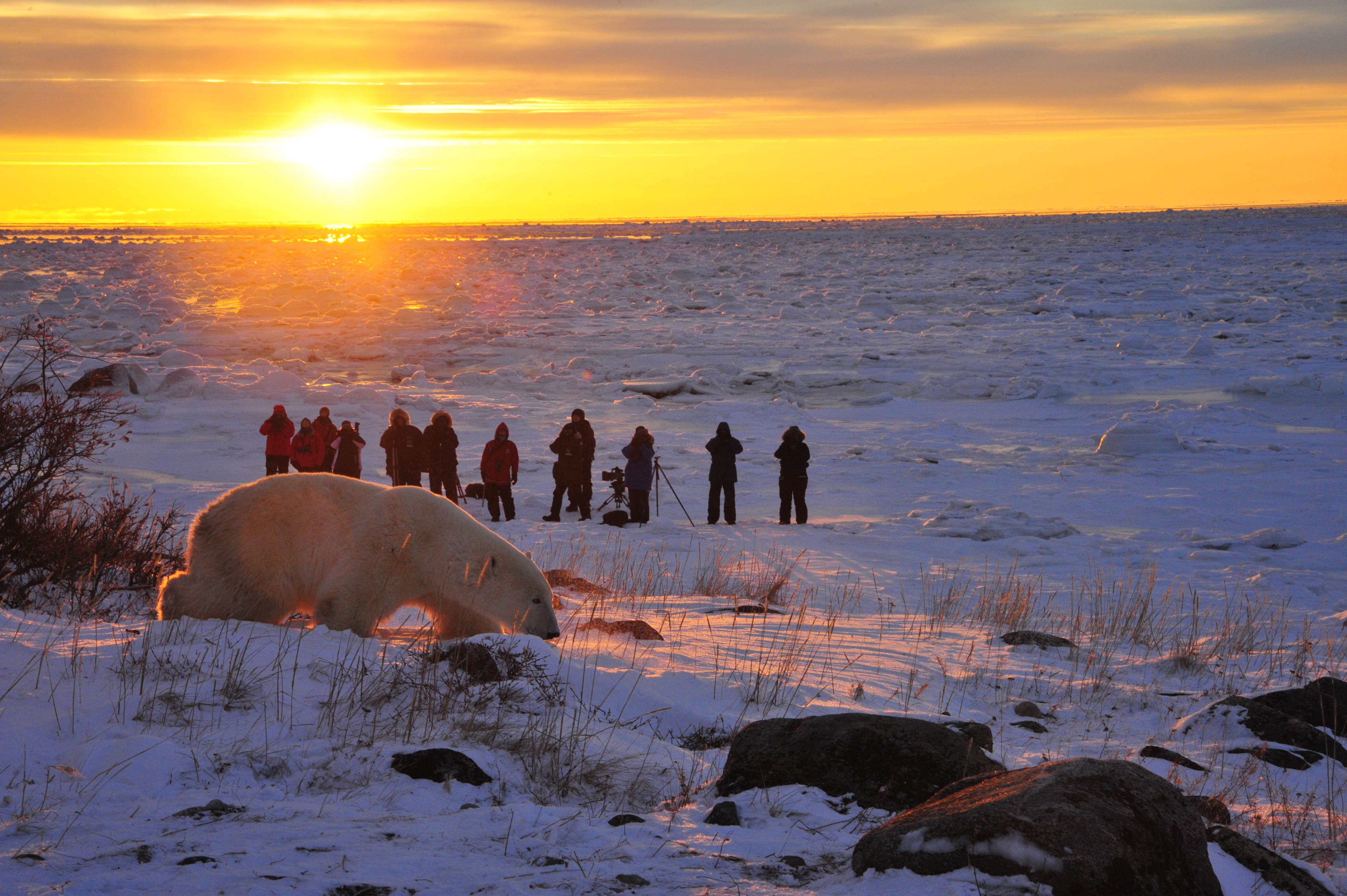 Group of people taking pictures of a polar bear in Churchill