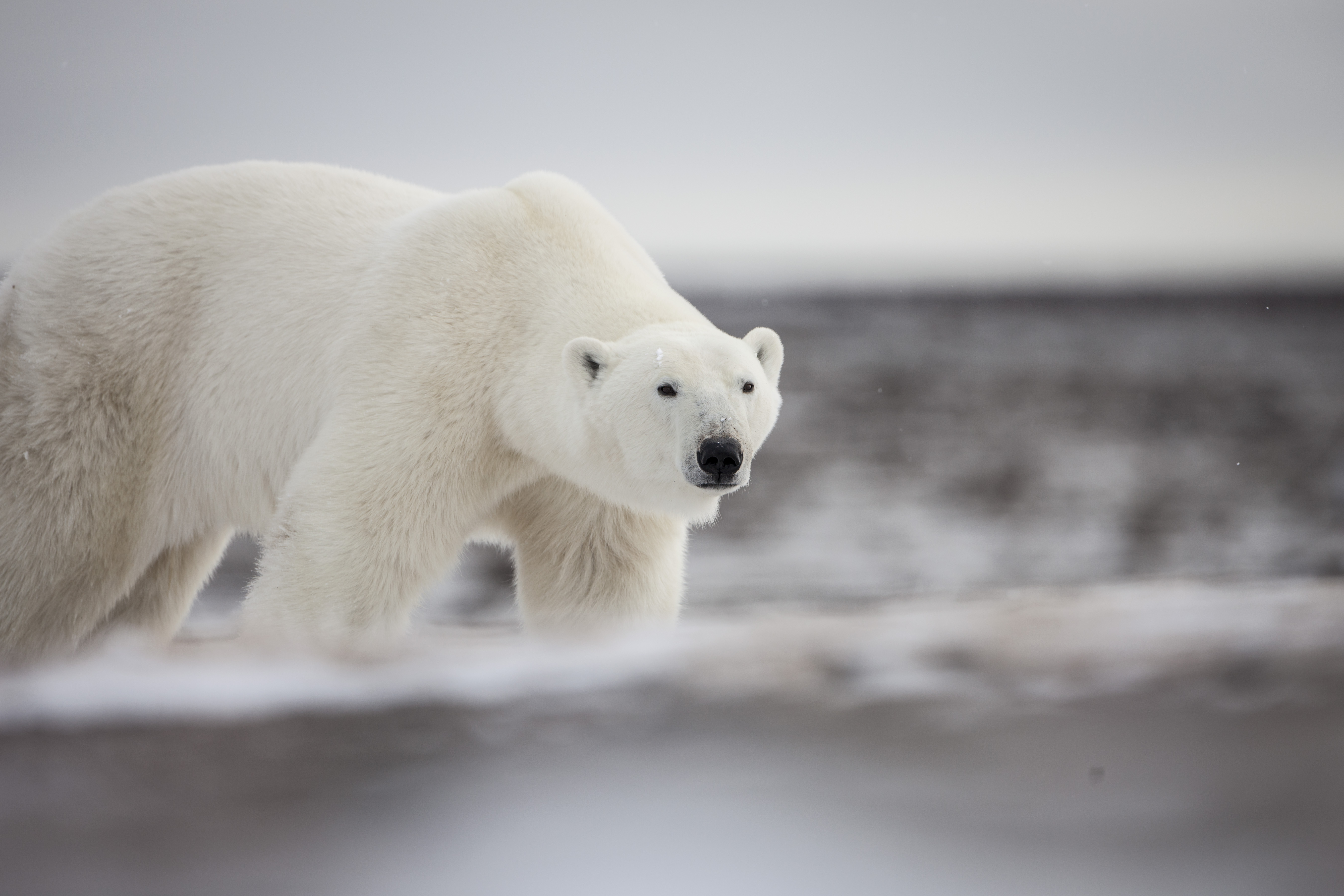 A polar bear looks into the distance and walks along a frozen landscape