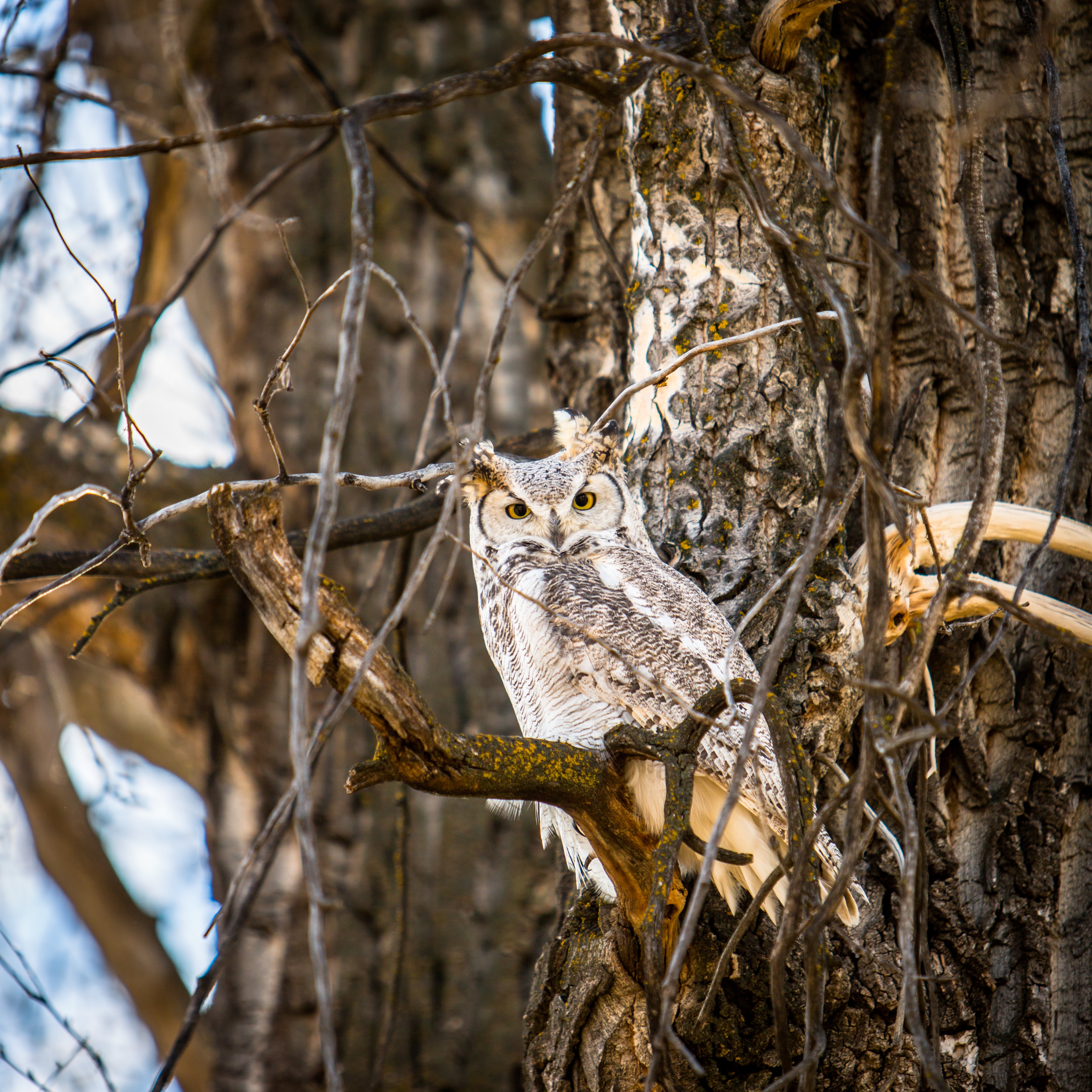 Wild owl with speckle patterns on its soft feathers looks forward with big piercing yellow eyes at rest, on a tree branch, in Shaw's Meadow in Fish Creek Provincial Park