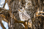Wild owl with speckle patterns on its soft feathers looks forward with big piercing yellow eyes at rest, on a tree branch, in Shaw's Meadow in Fish Creek Provincial Park