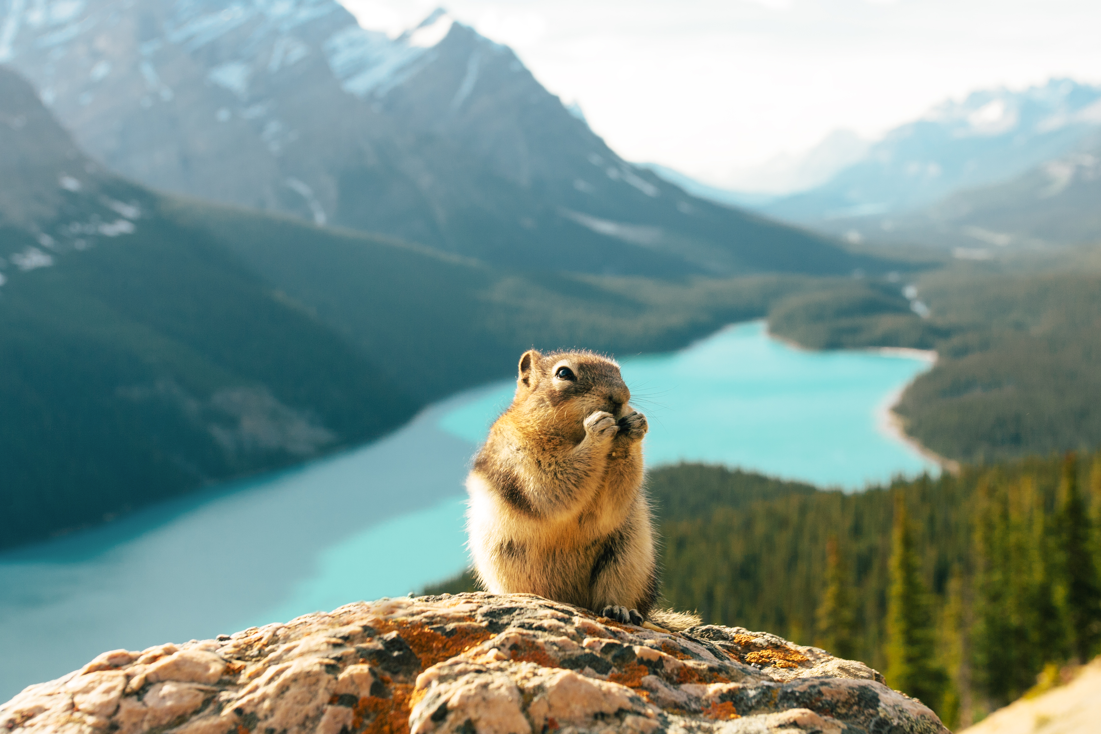 Chipmunk sits on a rock in front of a turquoise lake and mountains in Banff National Park