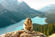 chipmunk eating with lake and mountains in background in Banff National Park