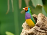 Gouldian Finch, colourful bird