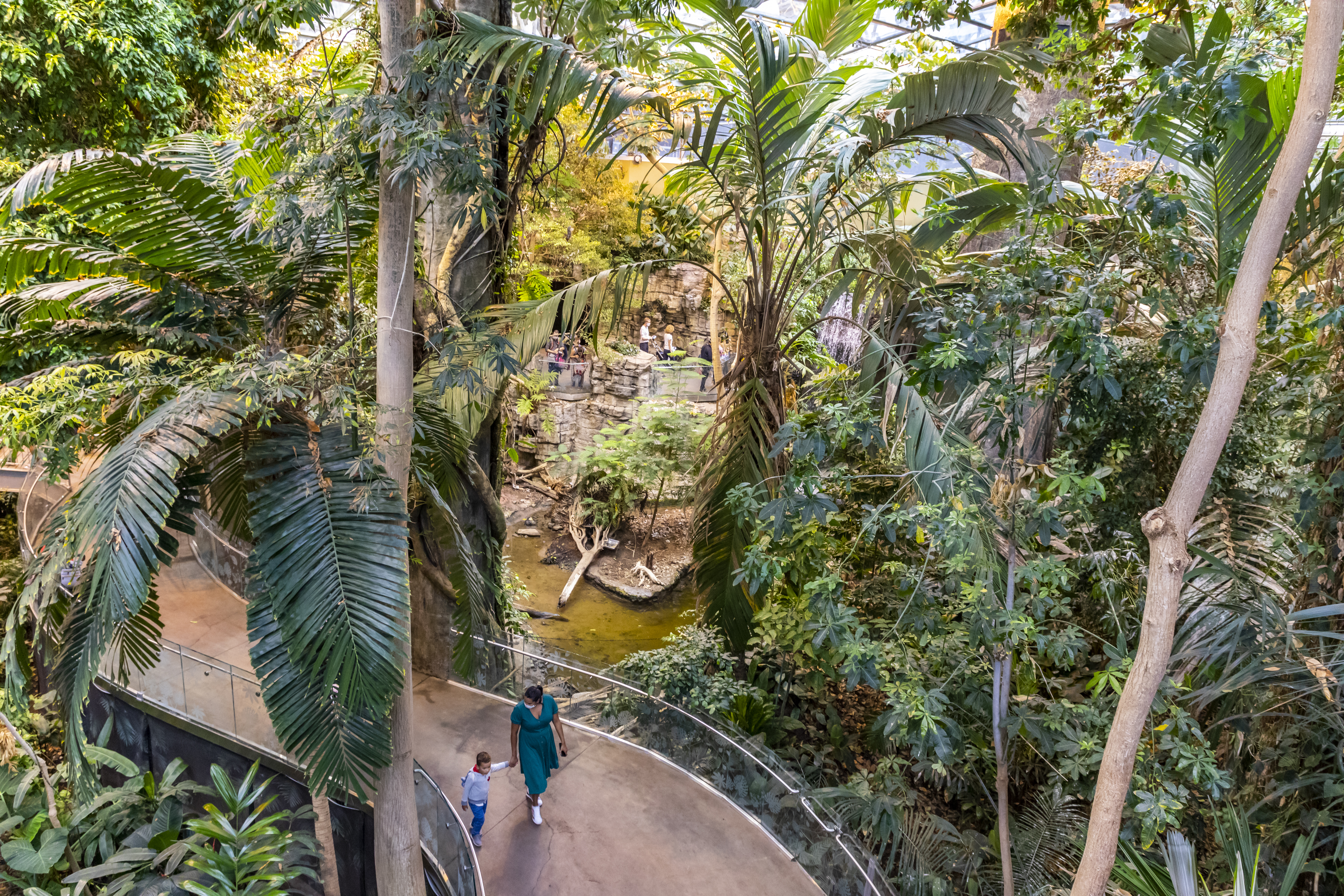 Aerial view of a woman and young child walking through an indoor rainforest exhibit