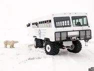 A polar bear reaching up to look at a Tundra Buggy vehicle