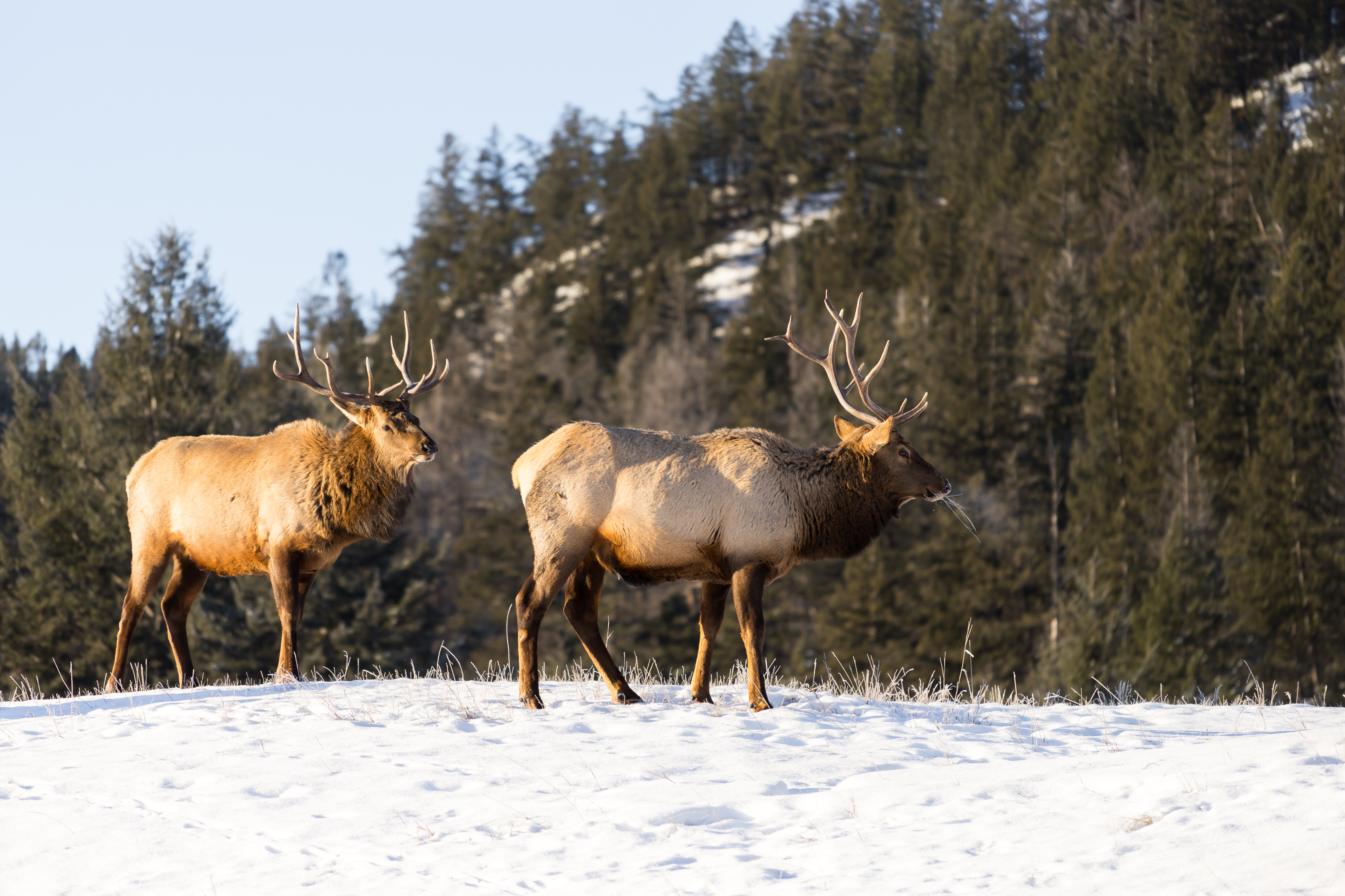 Two elk in Jasper National Park in winter
